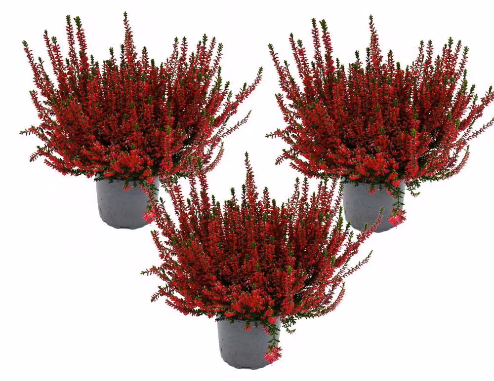 Calluna vulgaris - set da 3 piante - erica comune - erica - resistente al gelo - vaso da 11 cm - rosso