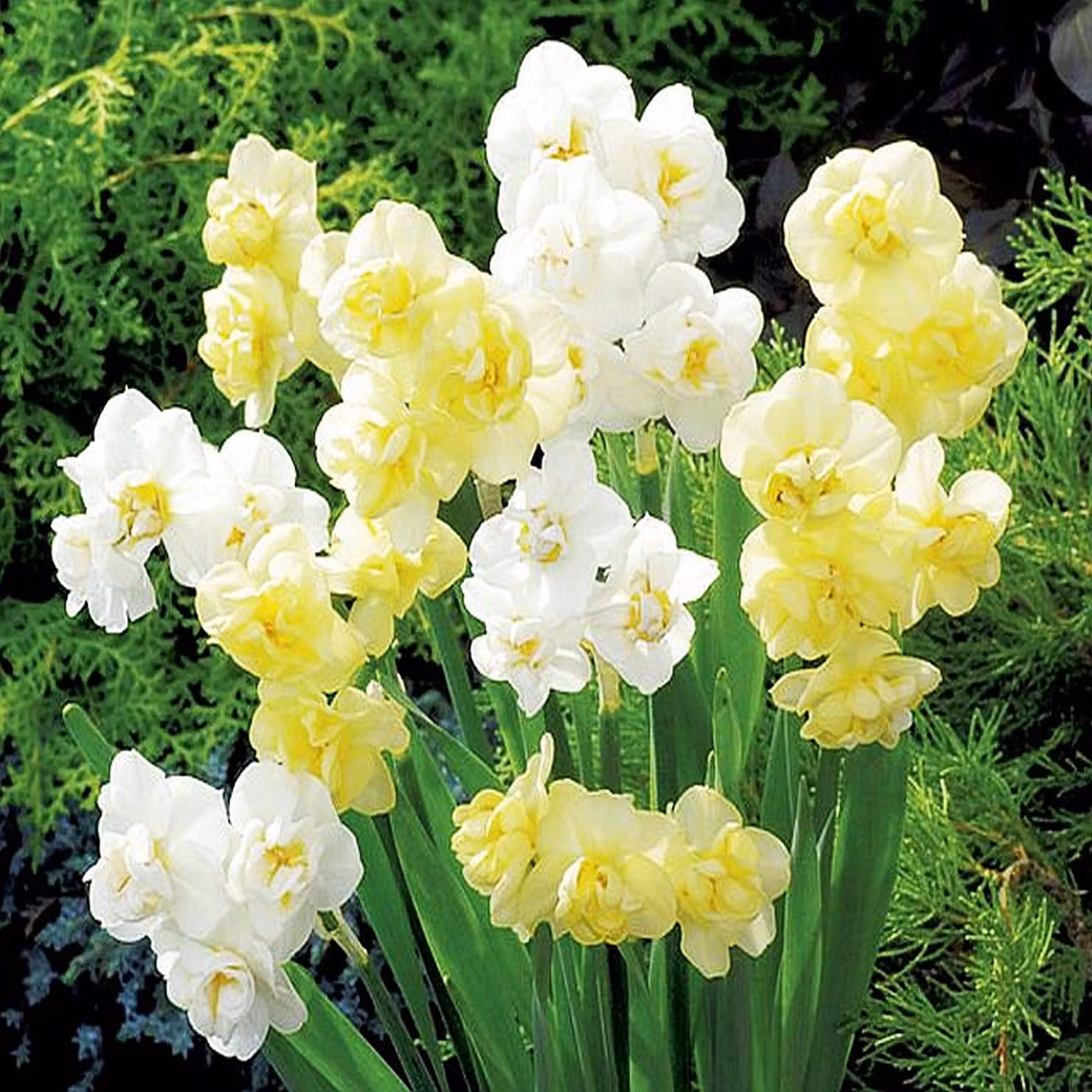 Bulbi di narciso Bulbi di fiori Mix di narcisi multifiori 10 pz.