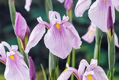 6 x Iris laev. 'Rose Queen' - Glattblatt-Schwertlilie 'Rose Queen - Topf 9 x 9 cm