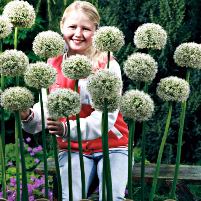 Bulbi da fiore Bulbi Porro ornamentale Allium White Giant 1 pz.