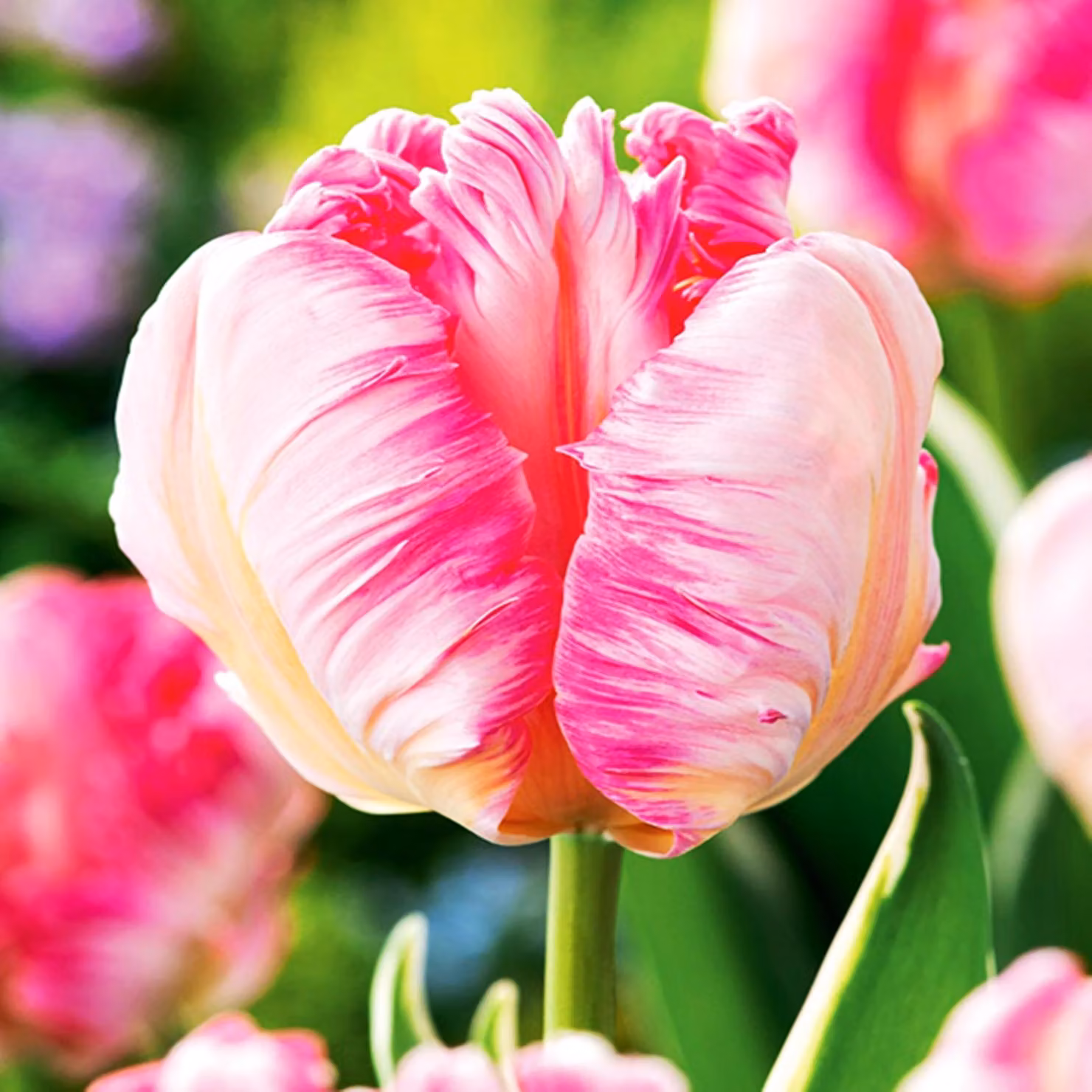 Tulipani Bulbi da fiore Bulbi da fiore Bulbi di tulipano Tulipano Silver Parrot 5 pz.