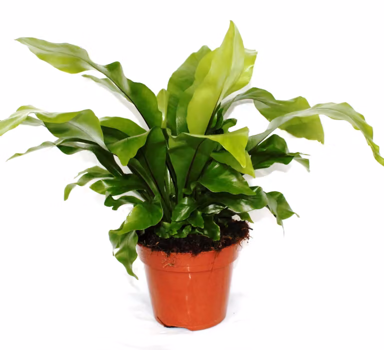 Asplenium nidus circa 30 cm - Felce da nido - Pianta d'appartamento che purifica l'aria - Pianta verde