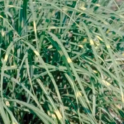 6 x Miscanthus sin. 'Pünktchen' - Canna cinese - vaso 9 x 9 cm