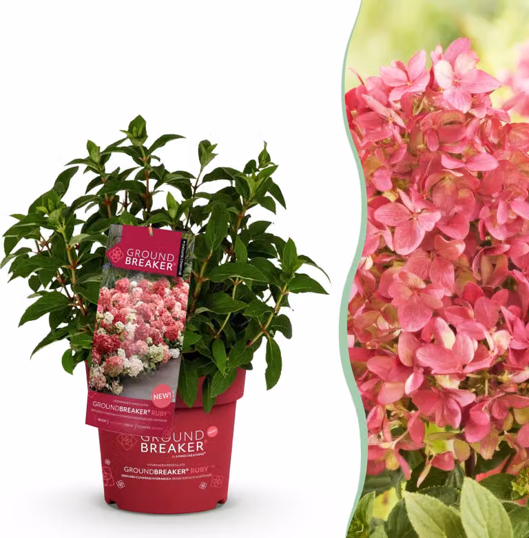Hydrangea panniculata Groundbreaker Ruby - Ortensia - Difficile - Rossa - 20-25cm - Ø14cm - Pianta da giardino