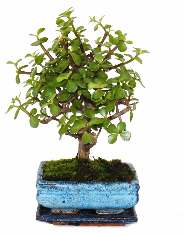 Bonsai - Portulacaria afra - Nefritovník - Albero dell'elefante africano - età: circa 4-5 anni - forma sferica