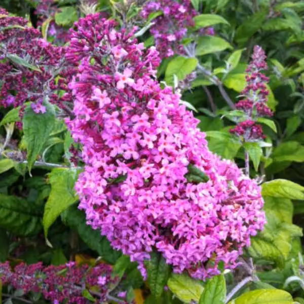 2 piante di Buddleja davidii 'Pink Delight' (Sommerflieder), altezza 40-60 cm, in vaso