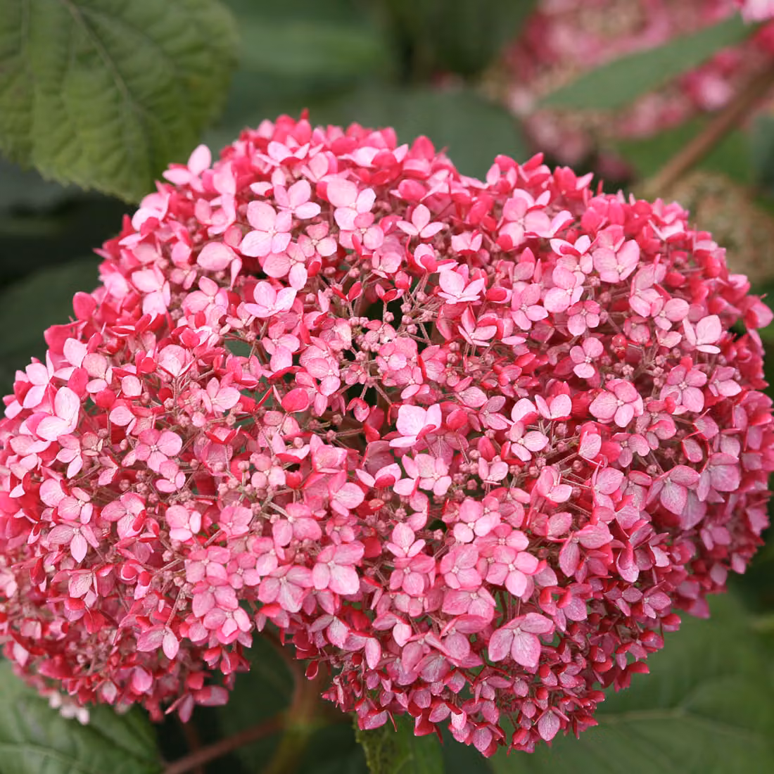 Ortensie - Hydrangea 'Invincibelle' | 30-40 cm in vaso