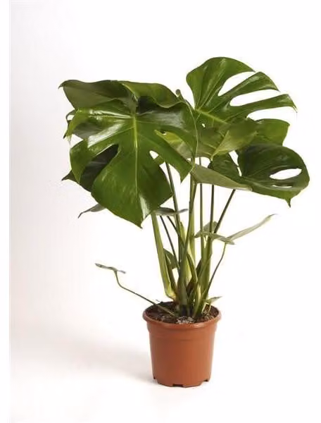 Monstera delicosa 60-70 cm Deliziosa pianta da appartamento a foglia di finestra