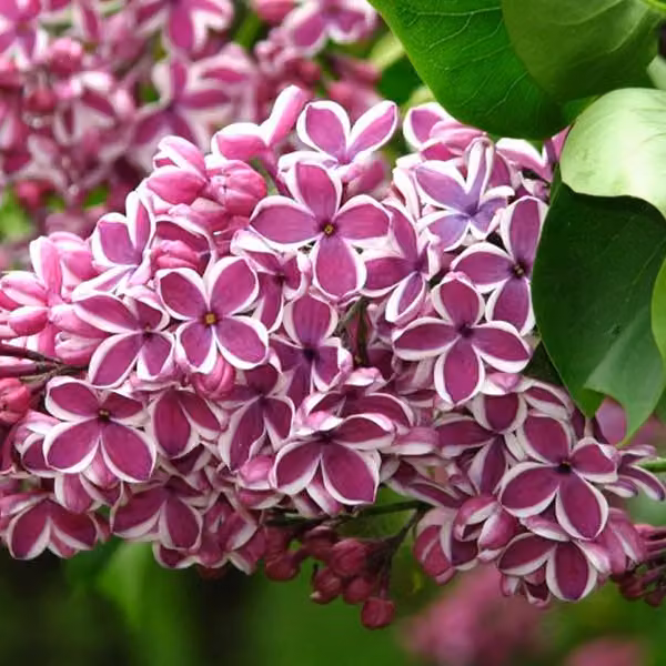 Lillaia comune (Syringa vulgaris 'Sensation') | 40-60 cm, in vaso