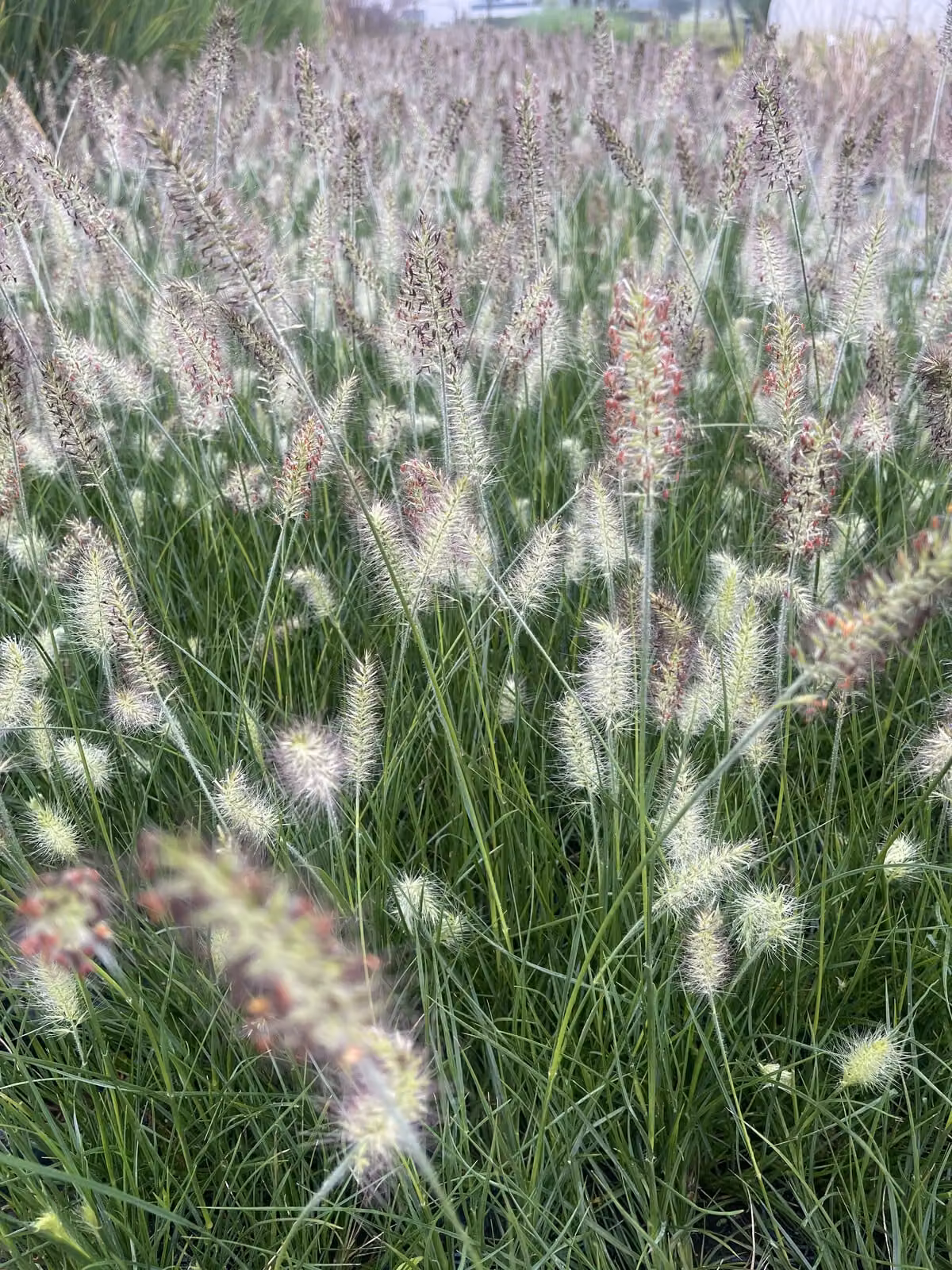 6 x Pennisetum alopecuroides 'Little Bunny' - Erba pulitrice nana in vaso 9cm x 9cm