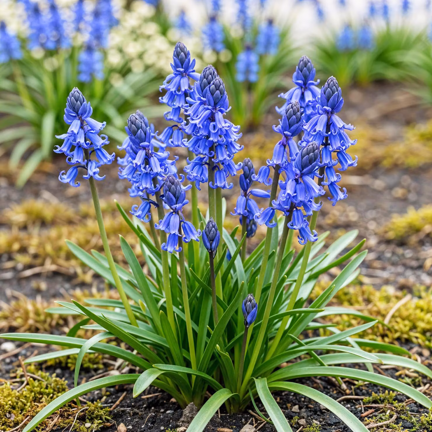 Bulbi da fiore Exotenherz - Campanula inglese Hyacinthoides non Scripta blu ( 20 pezzi) Diametro 7-8cm