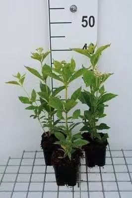 6 x Eupatorium mac. 'Album' - Margherita d'acqua - vaso 9 x 9 cm
