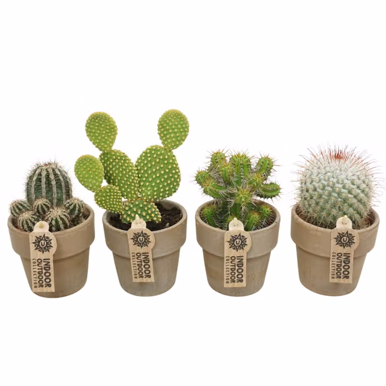 Set di 4 cactus con coprivaso