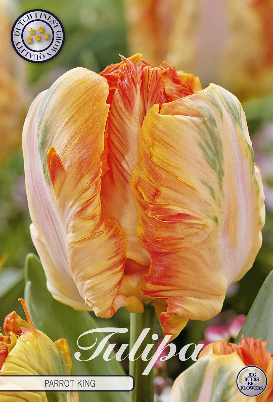 Tulipano Parrot King (7 pezzi) | Bulbi di tulipano di Sam van Schooten