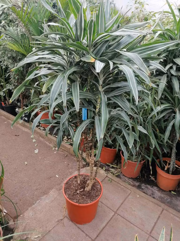 Dracaena deremensis 'Warneckii' 140 cm - Dracaena - Pianta da appartamento - Pianta verde