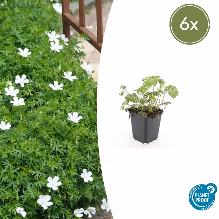 Tappeto erboso - Geranium sanguineum 'Album' - Vaso da 9 cm - Set di 6 piante
