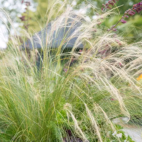Erba piumata Stipa tenuissima 'Pferdeschwänze' 10-25cm, Ø9cm, 6 piante