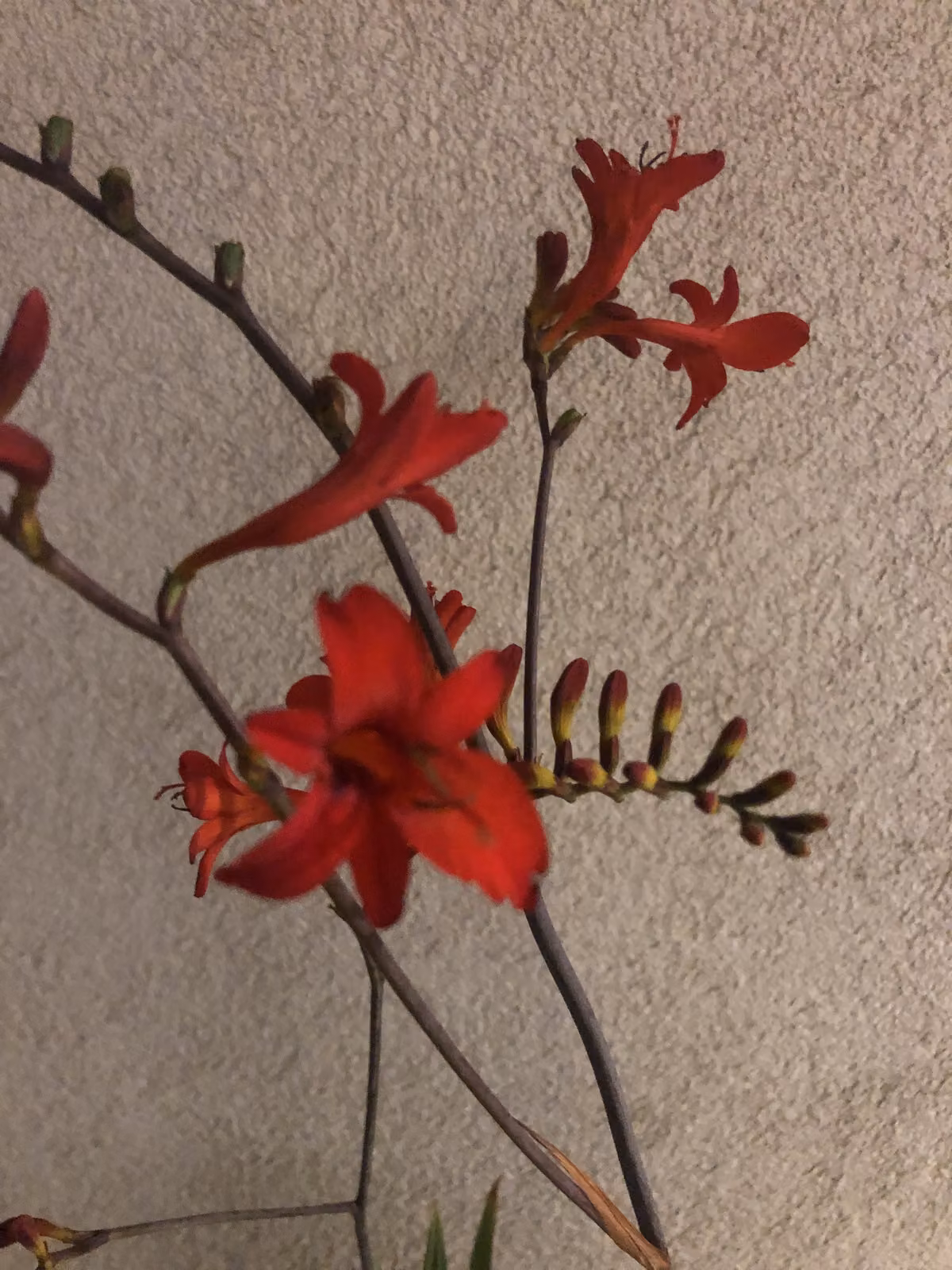 6 x Crocosmia hybr. Lucifer' - Montbretia im 9x9 cm Topf
