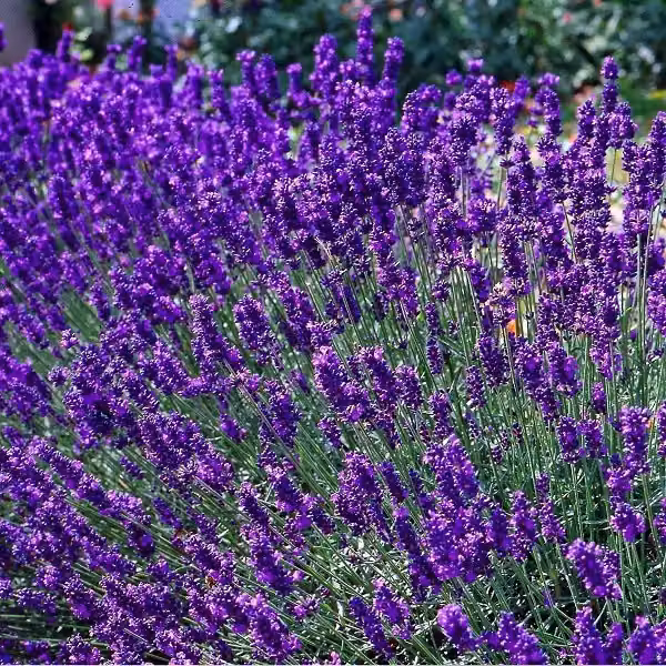 2 piante di lavanda - *Lavandula angustifolia* 'Dwarf Blue', in vaso