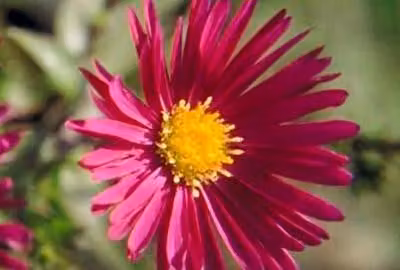 6 x Aster n.-b. 'Crimson Brocade' - Aster autunnale - Vaso 9 x 9 cm