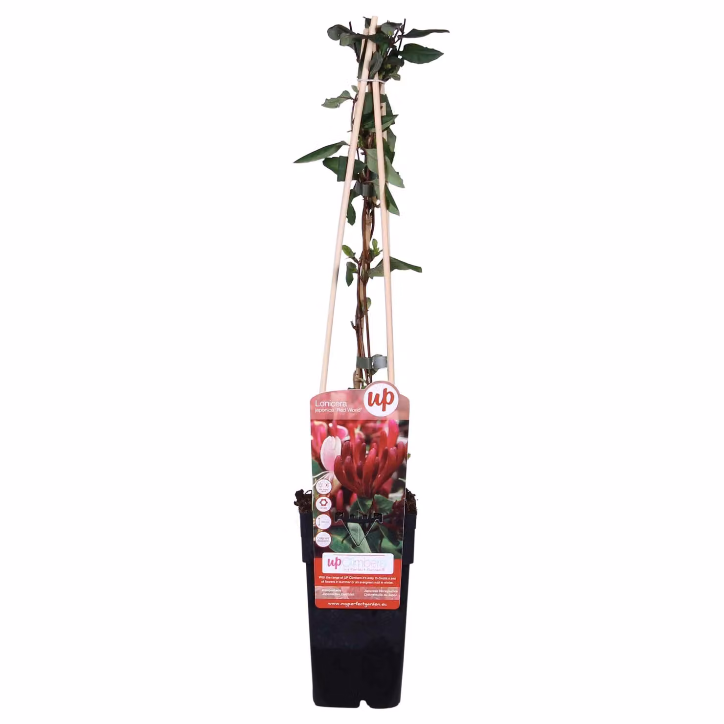 Lonicera Japonica 'Red World' - ↨65Cm - Ø15