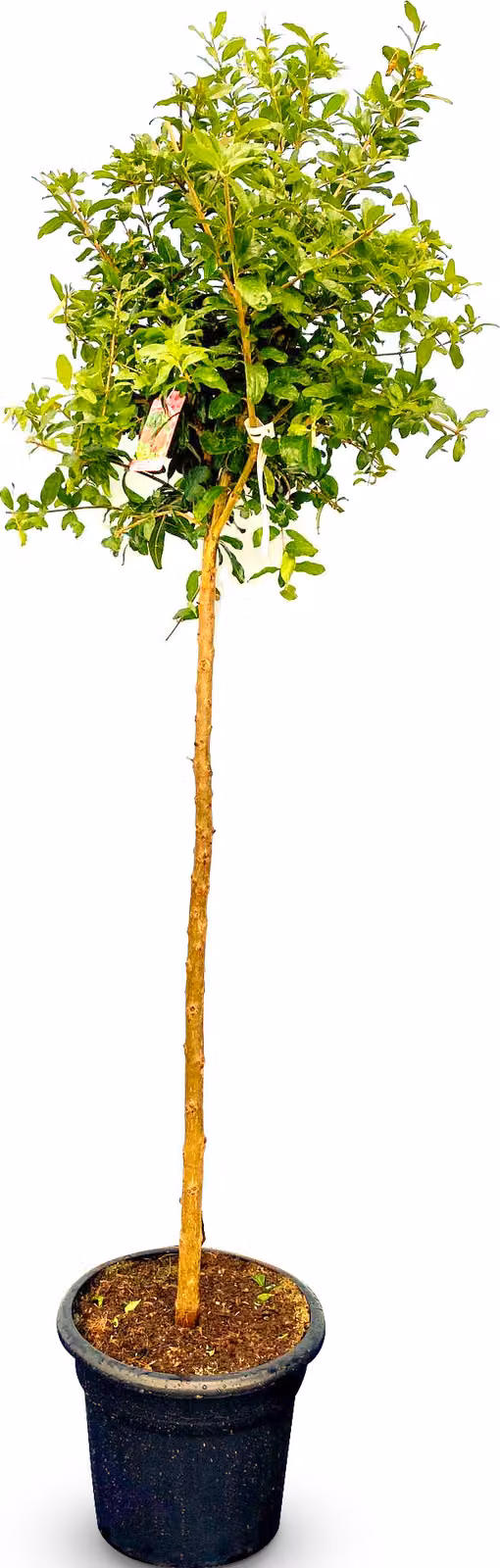 Sunny Tree - Albero di melograno - Punica Granatum - Mollar de Elche. - Pianta da esterno - Albero - 160 cm compreso vaso - Resistente al freddo