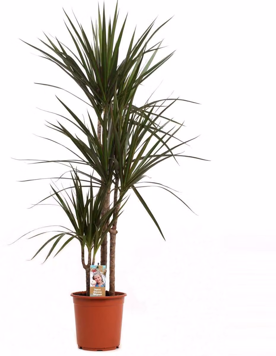 Dracaena Marginata 120-140 cm 3 tronchi Dracaena Pianta da appartamento