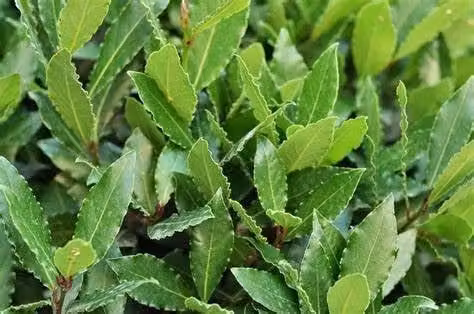50 PIANTE DI ALLORO ( LAURUS NOBILIS ) H150 CM piante per siepi