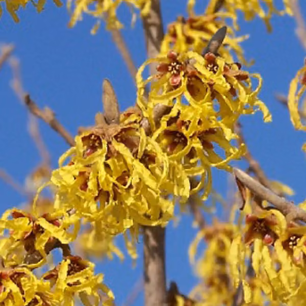 Hamamelis intermedia 'Arnold Promise' (Hamamelis intermedia) | 40-60 cm, in vaso