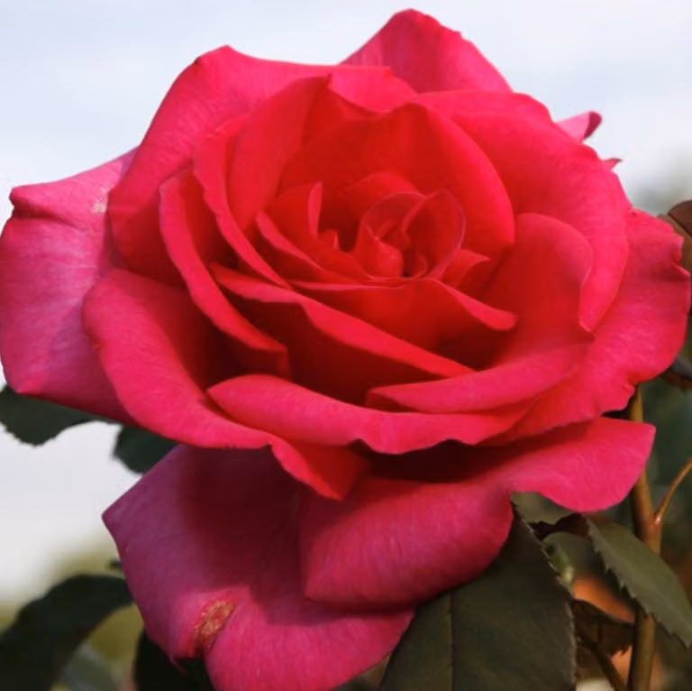 Rosa - Kordes Eleganza® Rose - Rosa 'Parole'®