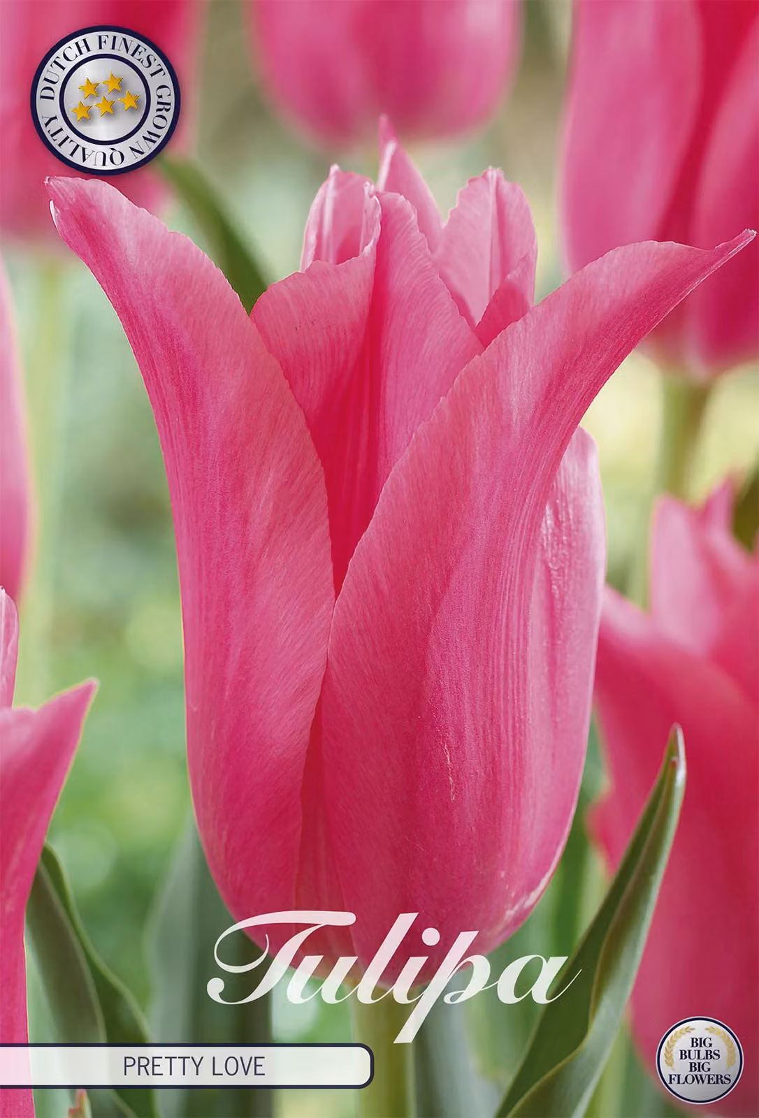 Lilyflowering - Amore grazioso - Tulipa