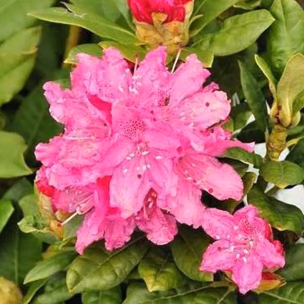 Rhododendron 'Rocket' | 40-50 cm, in vaso
