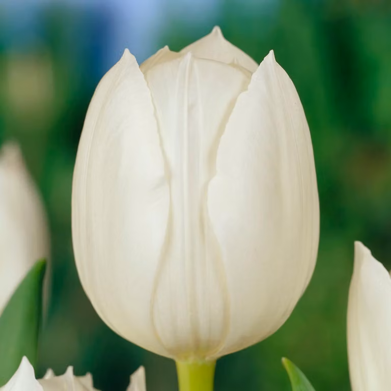 Bulbi di tulipano resistenti al freddo, perenni - White Passion - 25 bulbi - Piante vere provenienti dall'Olanda - Tulipani per giardino, vasi e balcone (bulbi grandi, non semi, non prodotti artificialmente)