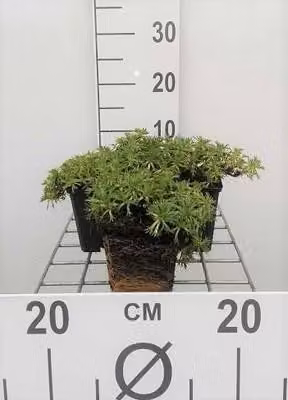 6 x Azorella trifurcata - cuscino andino - vaso 9 x 9 cm