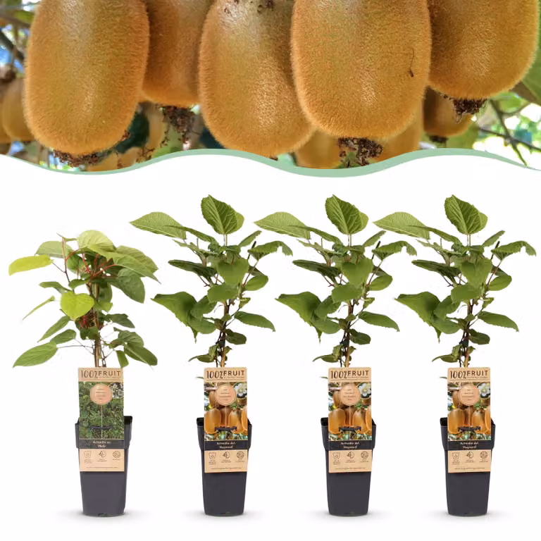 Actinidia Weiki & Hayward - Pianta di kiwi - 1 Maschio - 3 Femmine - Piante - Verde - 40-50cm - Ø15cm - Pianta da giardino