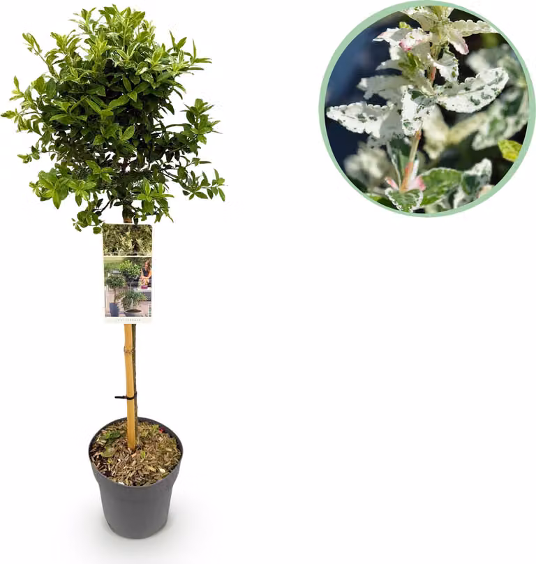 Euonymus fortunei Harlequin - Pianta da appartamento - Pianta da terrazzo - Sempreverde - Bassa manutenzione - 80-90cm - Ø19cm - Pianta da giardino