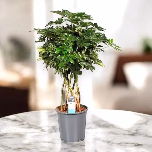 Gardenaria Schefflera arboricola 'Compacta' - Pianta da interno ornamentale Altezza: 190 cm (vaso 45)