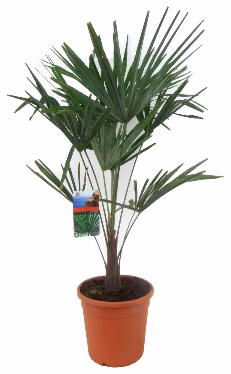 Palma della canapa cinese 80-100 cm Trachycarpus fortunei