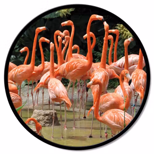 Quadro Flamingo tondo Pintdecor