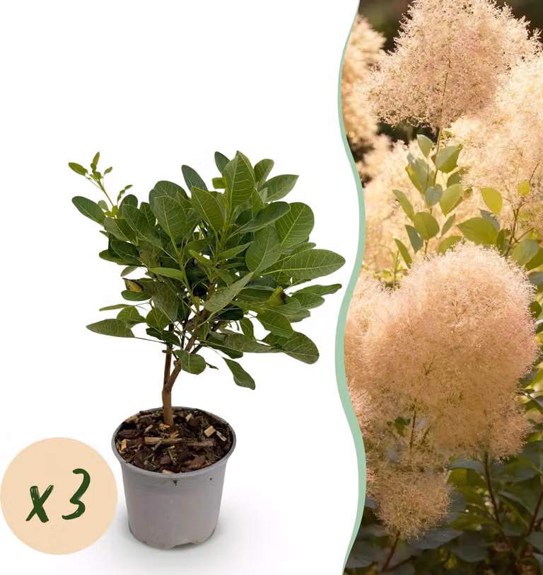 Cotinus coggyria Young Lady - Verde 3 piante - Deciduo - Bassa manutenzione - 25-35cm - Ø12cm - Pianta da giardino