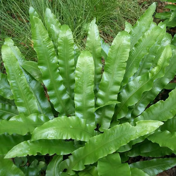 6 piante di felce scolopendria (Asplenium scolopendrium) | Vaso da 9x9 cm