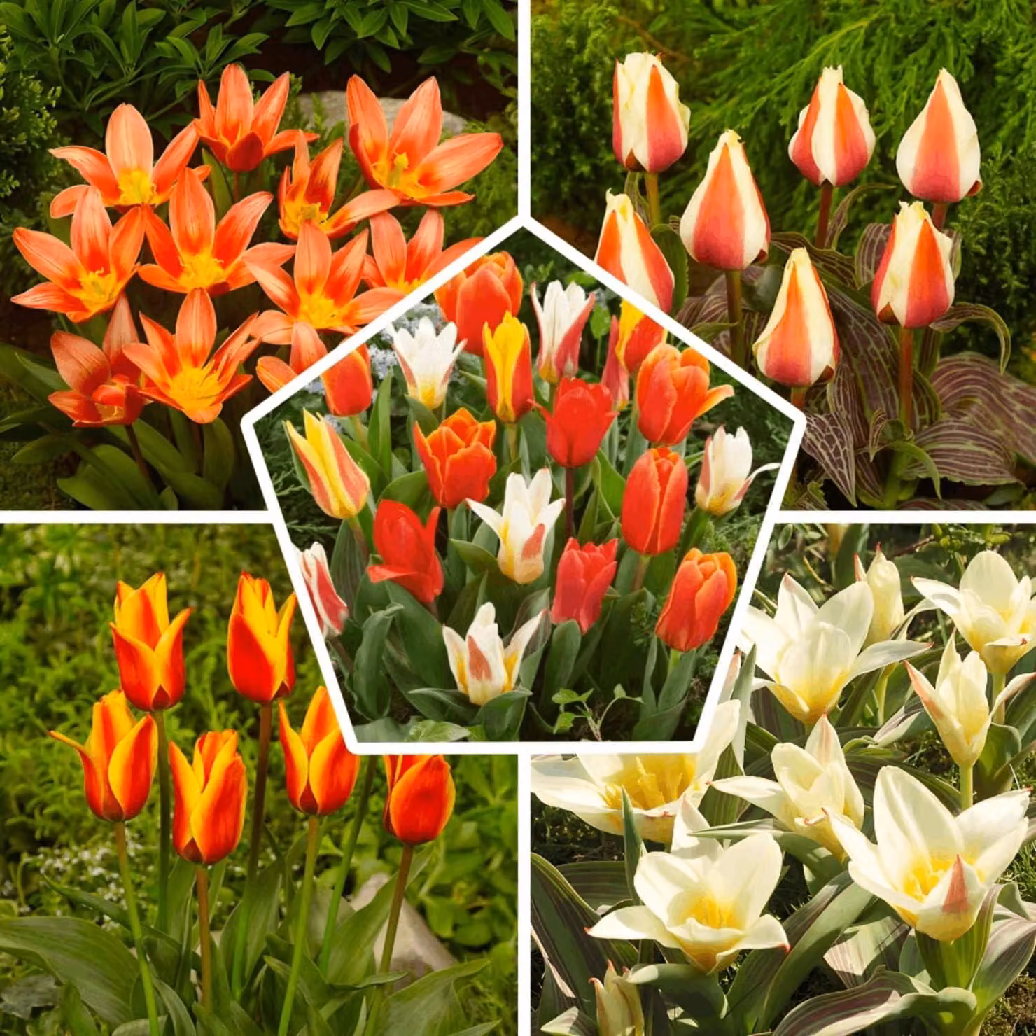 Bulbi di tulipano resistenti al freddo, perenni - Mix primaverile Greigii/Kaufmaniana - 25 bulbi da fiore - Piante provenienti dall'Olanda - Bulbi adatti per giardino, vasi e balcone (grandi bulbi, senza semi, non trattati artificialmente)
