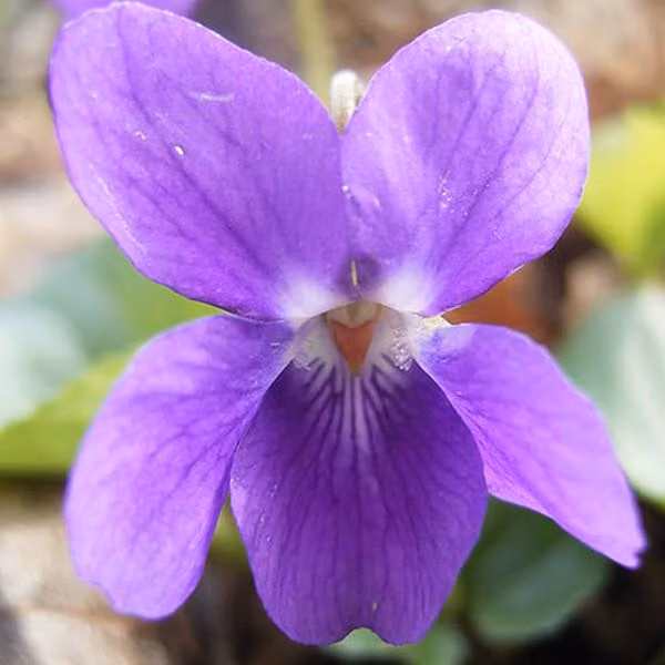 6 piante di viola profumata (Viola odorata) | Vaso da 9x9 cm