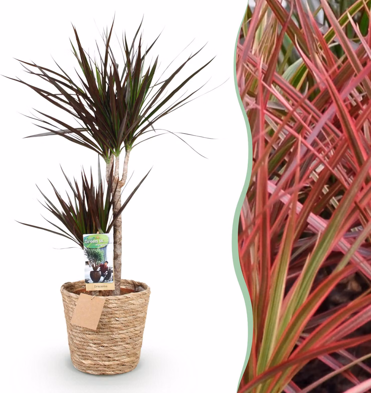 Dracaena Magenta - Albero dei draghi - Bassa manutenzione - con cesto - Verde - 90-100cm - Ø21cm - Pianta d'appartamento - Sempreverde