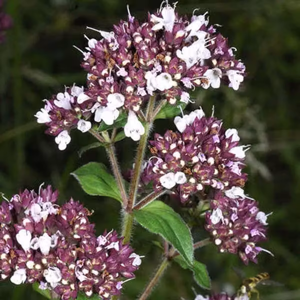 6 piante di origano (Origanum vulgare) | Vaso da 9x9 cm