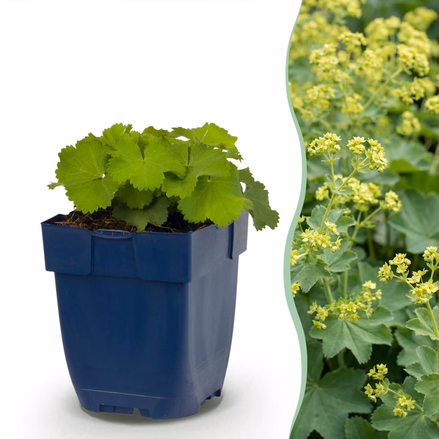 Alchemilla mollis - Mantella delle donne - Pianta tappezzante - Gialla - 24 piante - 15-25cm - Ø11cm - Pianta da giardino