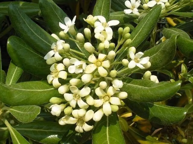 50 Piante di Pitosforo (Pittosporum Tobira) H 65cm foto reali