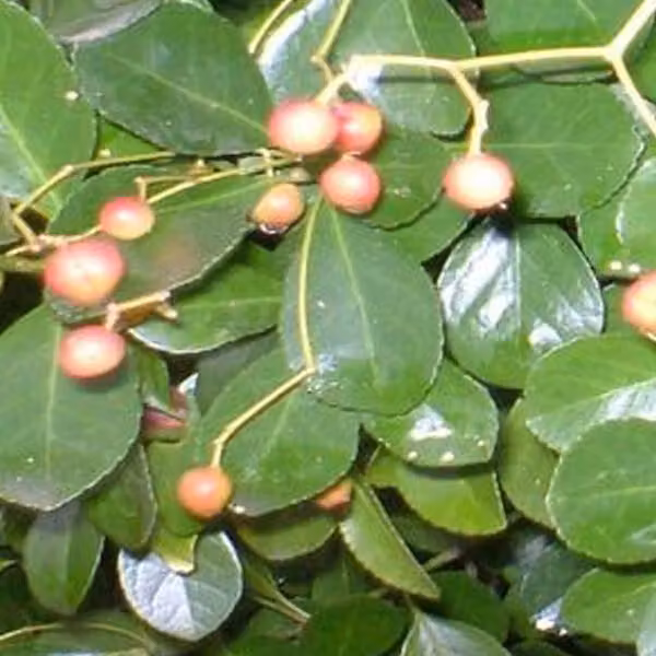 2 piante di *Euonymus fortunei* rampicante (Kriechspindel radicans) | 20-30 cm, in vaso