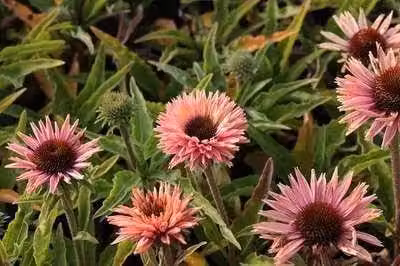 6 x Echinacea purp. 'Sunseekers Salmon' - Sonnenhut - Topf 9 x 9 cm