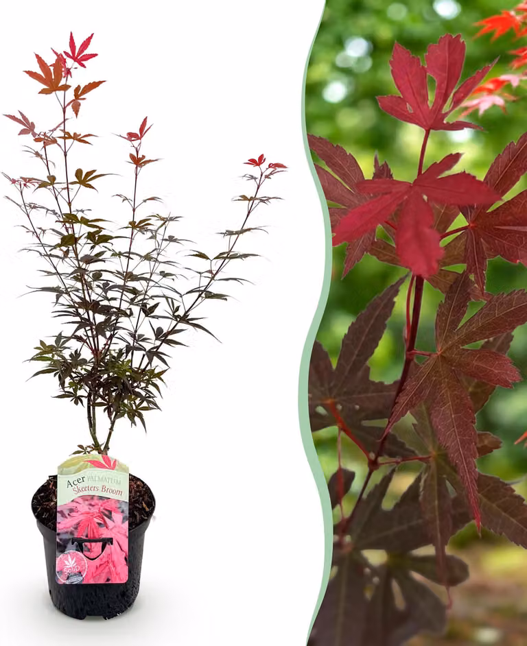 Pianta da terrazzo - Acero Giapponese - Acer palmatum Ginestra di Skeets - Viola - 1 Pianta - Decidua - 60-70cm - Ø25cm - Pianta da giardino